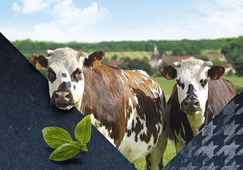 La collection Normande de la marque Elivia PROFESSIONNELS est très appréciée de part sa viande de très belle couleur presque violette bien mure, finalement persillée avec une bonne jutosité et beaucoup de moelleux.